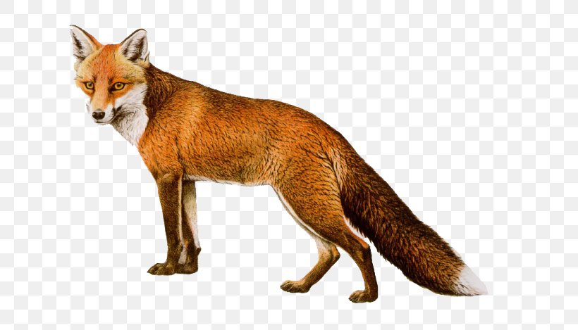 Red Fox Clip Art, PNG, 760x469px, Red Fox, Canidae, Carnivoran, Cartoon, Dog Like Mammal Download Free