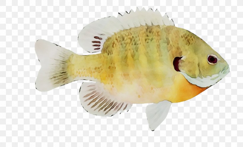Fauna Fish, PNG, 1056x639px, Fauna, Bluegill, Bonyfish, Fish, Organism Download Free