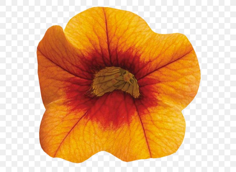 Petal Orange Flower Clip Art, PNG, 600x598px, Petal, Directory, Flower, Material, Orange Download Free