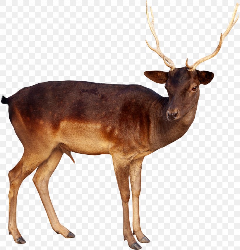 Reindeer White-tailed Deer Elk Moose, PNG, 1154x1200px, Reindeer, Animal, Antler, Deer, Elk Download Free