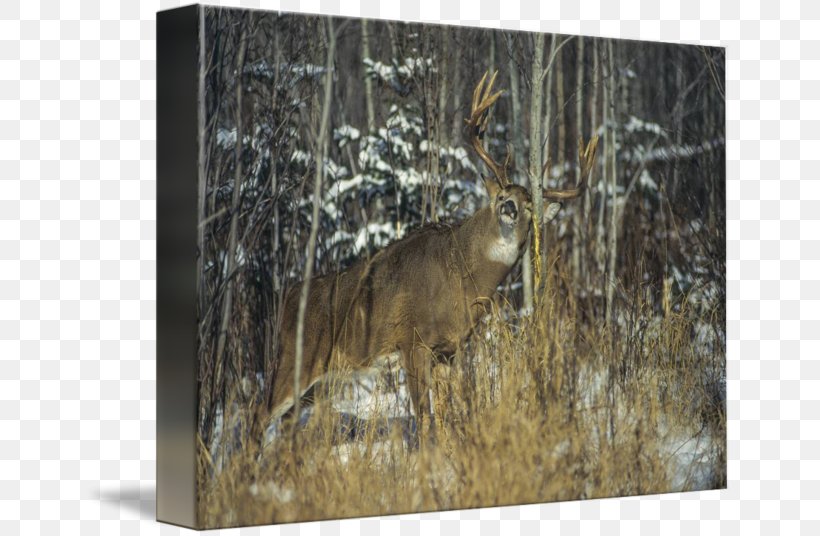 White-tailed Deer Gallery Wrap Fauna Wildlife, PNG, 650x536px, Deer, Animal, Art, Canvas, Fauna Download Free
