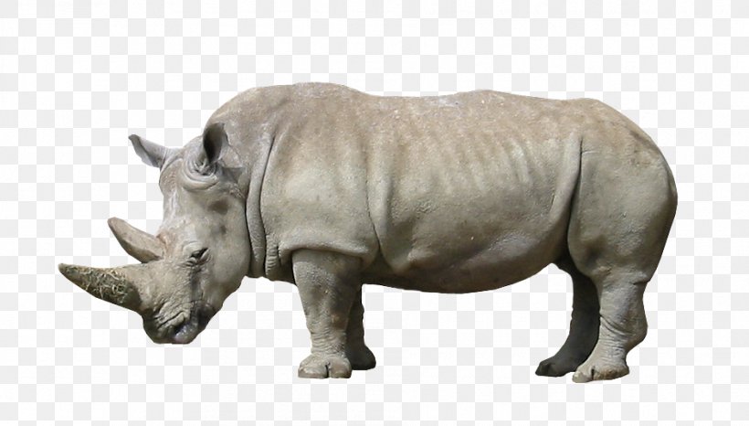 Rhinoceros Animal Wildlife Mammal, PNG, 942x536px, Rhinoceros, Animal, Fauna, Google, Google Sites Download Free