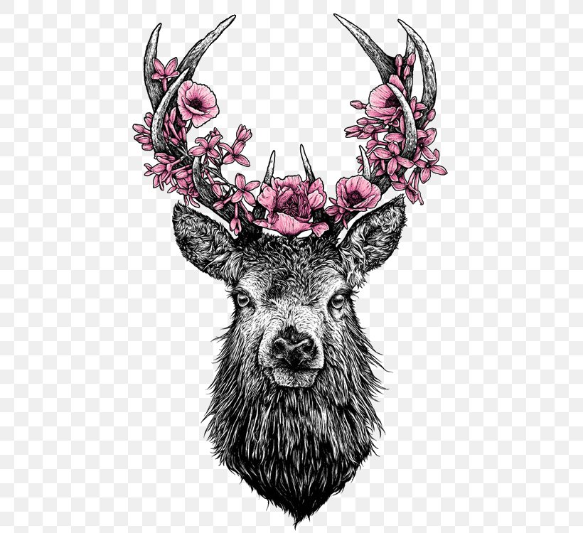 White-tailed Deer Antler Flower Drawing, PNG, 479x750px, Deer, Antler, Art, Blacktailed Deer, Drawing Download Free