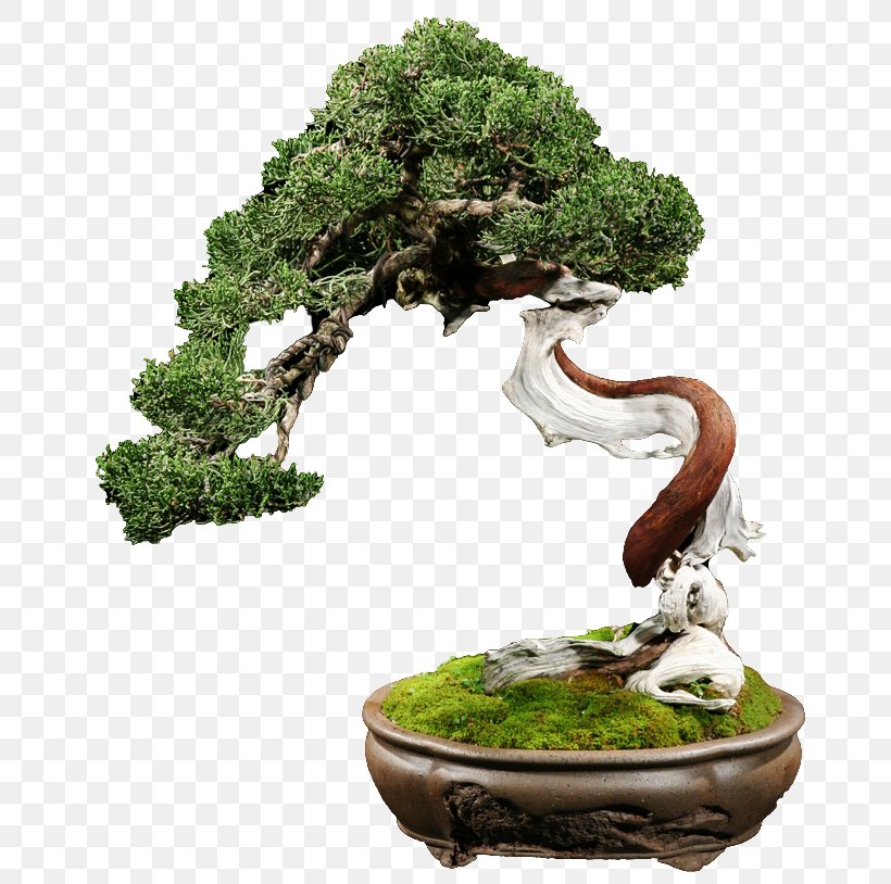 Bonsai Chinese Sweet Plum Centerblog Flowerpot Tree, PNG, 670x814px, 2018, Bonsai, Blog, Centerblog, Chinese Sweet Plum Download Free