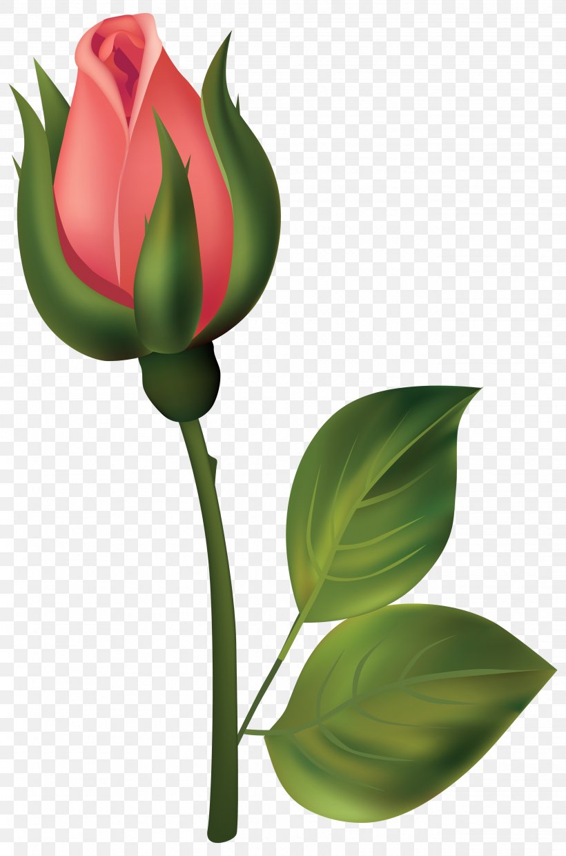 Bud Rose Flower Clip Art, PNG, 2644x4000px, Bud, Blog, Cut Flowers, Flower, Flowering Plant Download Free
