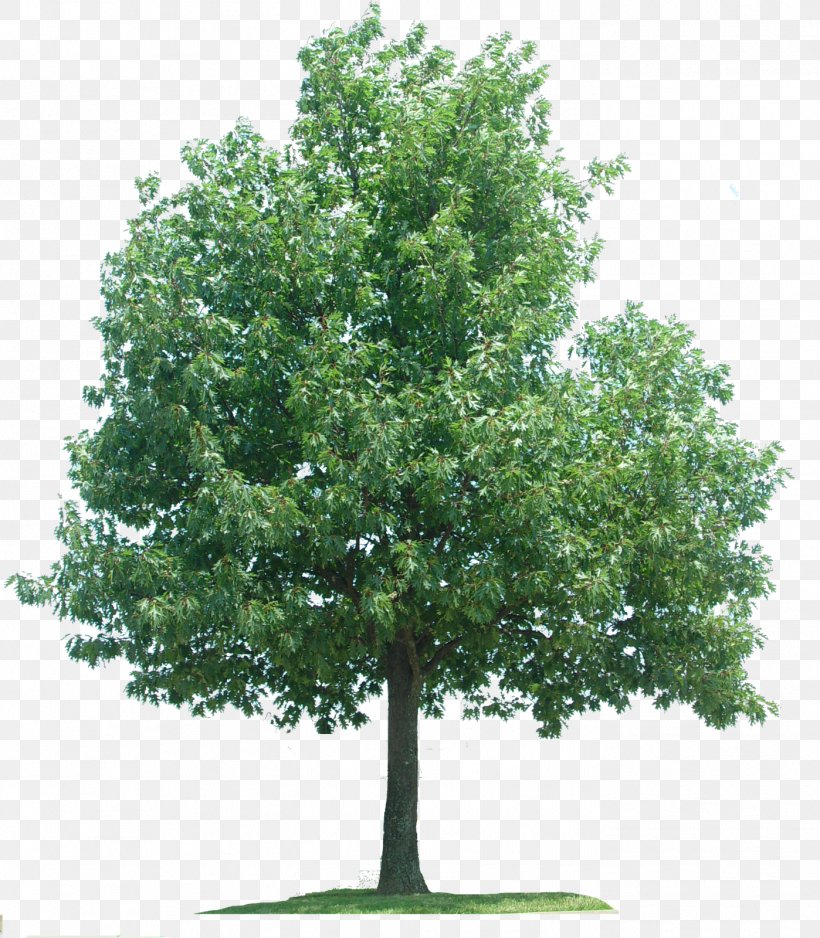 Oak Plane Trees Branch, PNG, 1398x1600px, Oak, Branch, Evergreen ...