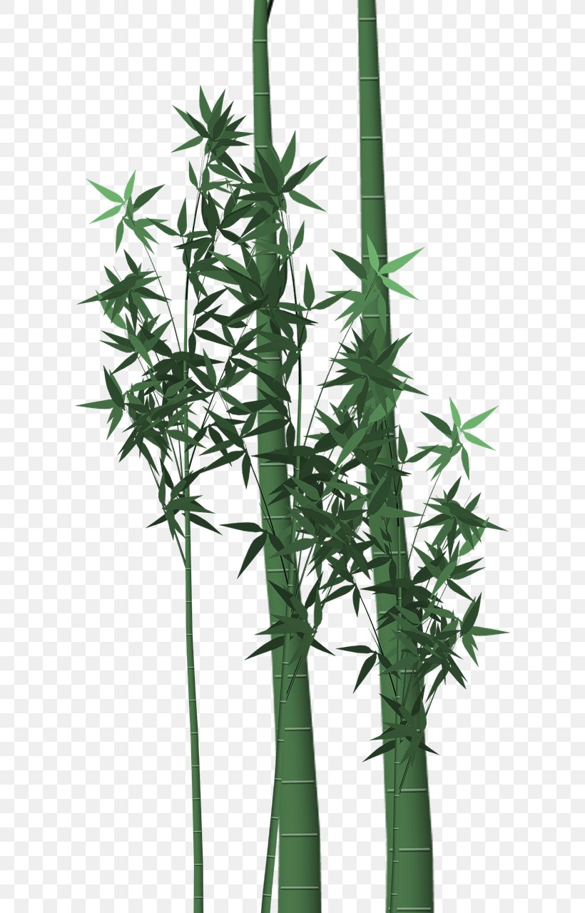 Tropical Woody Bamboos Plant Stem Green, PNG, 610x1280px, Tropical Woody Bamboos, Bamboo, Bamboo Blossom, Cannabis, Grasses Download Free