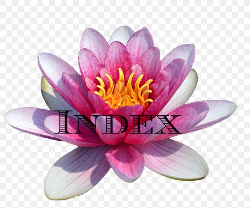 Water Lilies Clip Art, PNG, 979x816px, Water Lilies, Aquatic Plant, Bbcode, Display Resolution, Flower Download Free