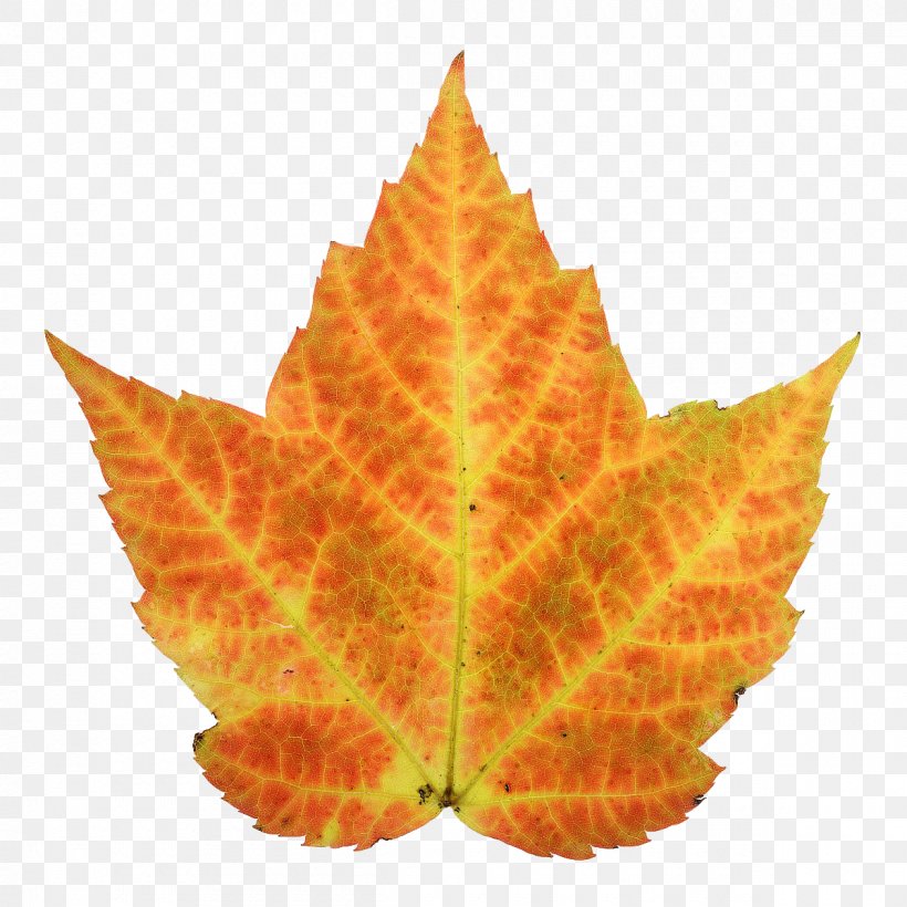 Autumn Leaf Color Maple, PNG, 1200x1200px, Autumn Leaf Color, Animation, Autumn, Color, Green Download Free