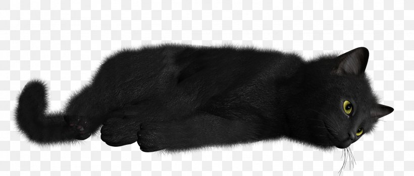 Black Cat Kitten, PNG, 1562x667px, Cat, Bicolor Cat, Black, Black And White, Black Cat Download Free