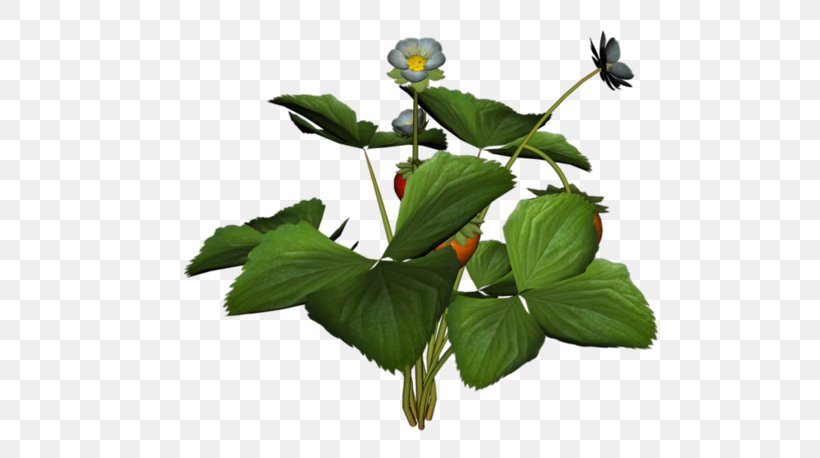 Musk Strawberry Treelet, PNG, 600x458px, Strawberry, Berry, Blog, Branch, Flora Download Free