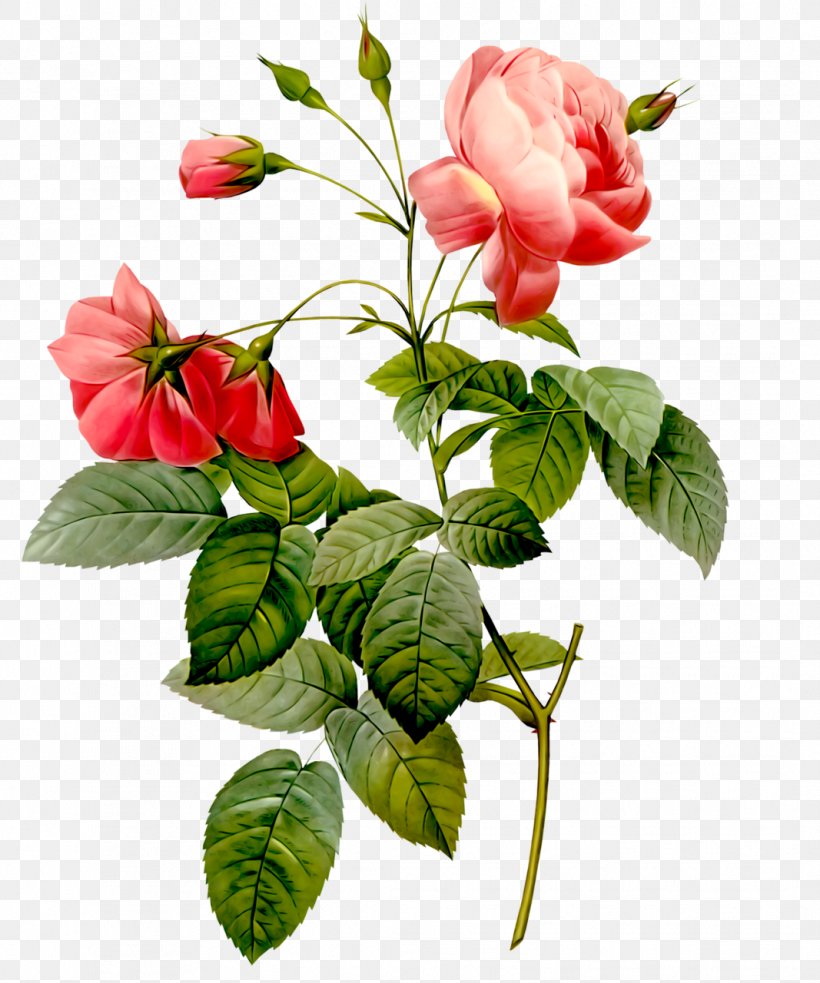 Redoute Roses Redoute Rose Prints Flowers Les Roses: Paris, 1817-1824, PNG, 1067x1280px, Redoute Roses, Art, Artificial Flower, Botany, Branch Download Free