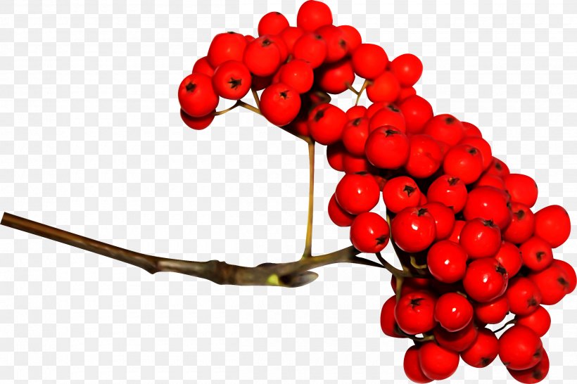 Sorbus Aucuparia Berry Clip Art, PNG, 2500x1666px, Sorbus Aucuparia, Berry, Digital Image, Food, Fruit Download Free