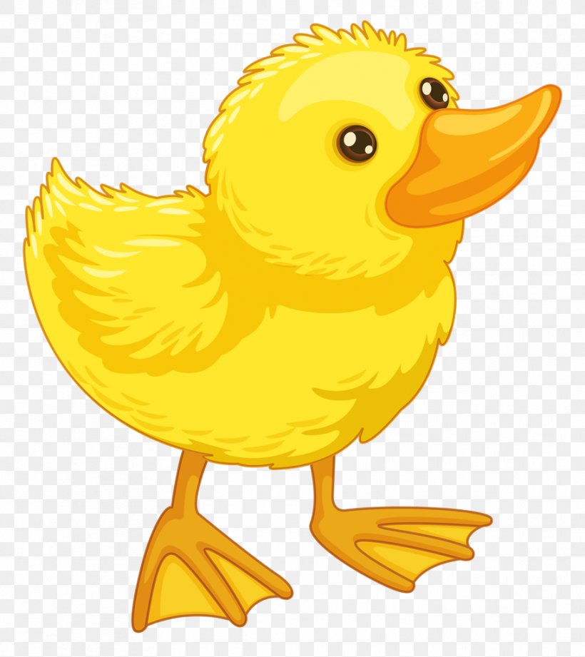 American Pekin Duck Clip Art, PNG, 911x1024px, American Pekin, Beak, Bird, Chicken, Drawing Download Free