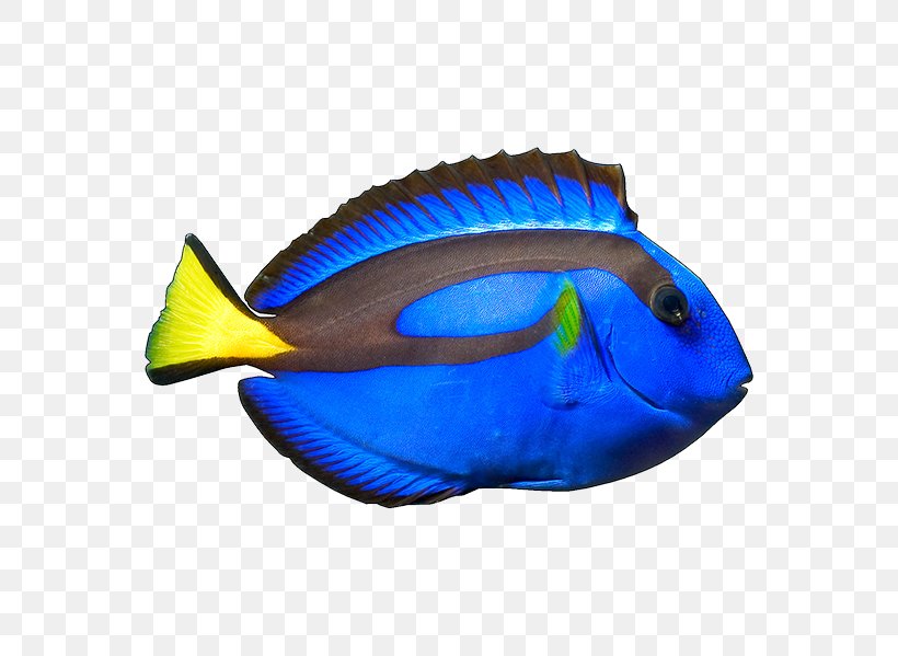 blue tang fish and clown fish