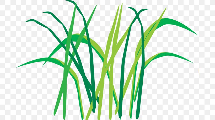 Egoel Leaf Plant Stem Clip Art Herbaceous Plant, PNG, 700x459px, Leaf, Albom, Flowering Plant, Grass, Grass Family Download Free