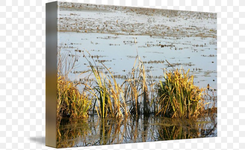 Salt Marsh Bayou Wetland Swamp, PNG, 650x504px, Marsh, Bayou, Bog, Common Reed, Family Download Free