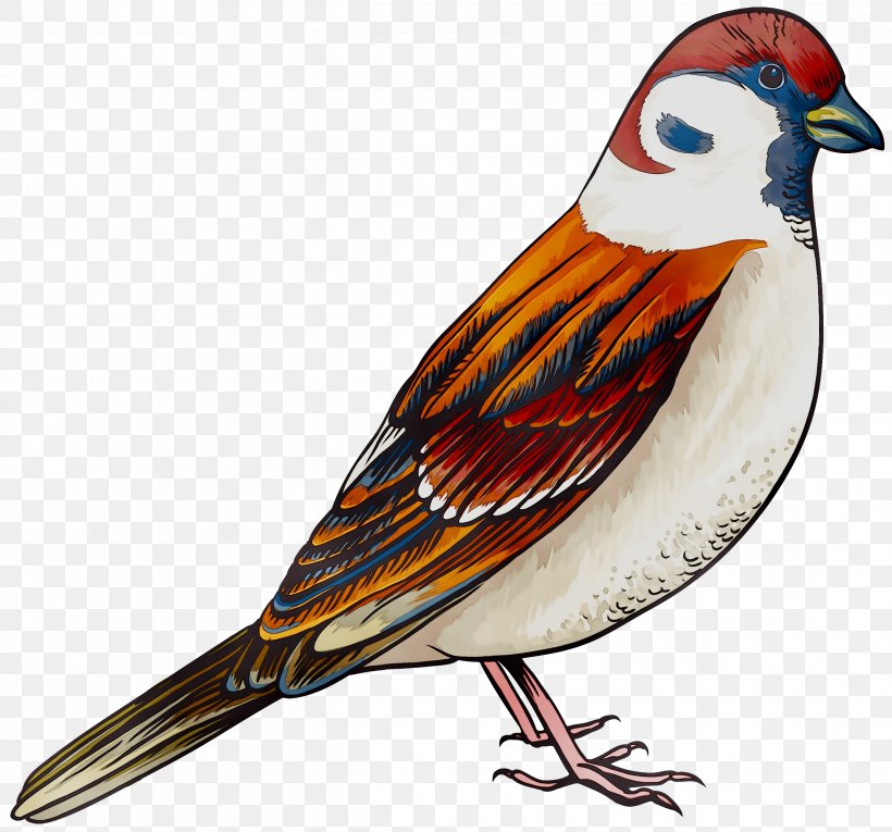 Sparrow Clip Art Finches Bird, PNG, 2500x2333px, Sparrow, Art, Beak, Bird, Cute Sparrow Download Free