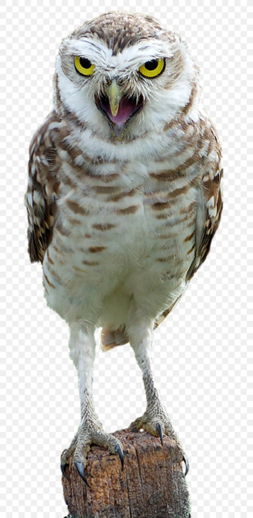 Bird Snowy Owl Pigeons And Doves Barred Owl Great Horned Owl, PNG, 800x1679px, Bird, Barn Owl, Barred Owl, Beak, Bird Of Prey Download Free