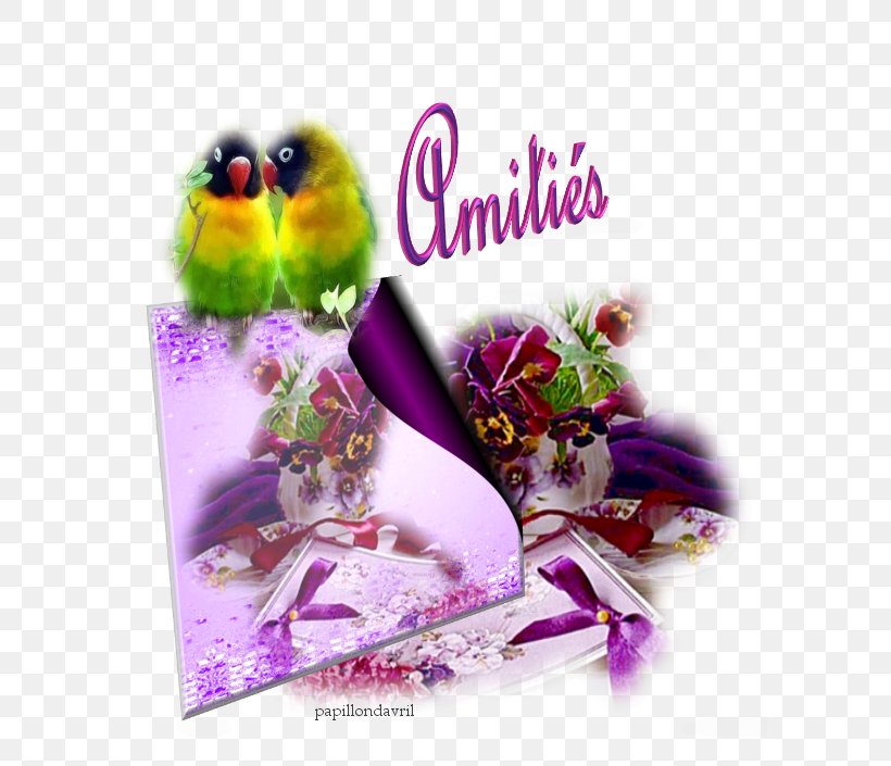 Lovebird, PNG, 594x705px, Lovebird, Bird, Flower, Purple, Violet Download Free