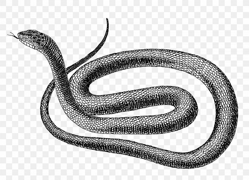 Snake Vipers Drawing Clip Art, PNG, 3113x2260px, Snake, Anaconda, Automotive Design, Black And White, Black Rat Snake Download Free