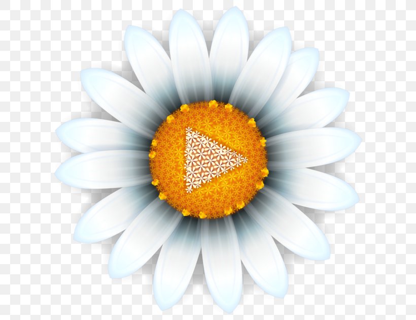 Common Daisy Oxeye Daisy Transvaal Daisy Common Sunflower Close-up, PNG, 630x630px, Common Daisy, Closeup, Common Sunflower, Daisy, Daisy Family Download Free