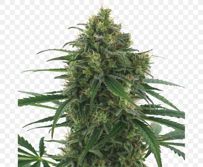 Kush Autoflowering Cannabis Haze Skunk, PNG, 675x675px, Kush, Autoflowering Cannabis, Cannabidiol, Cannabis, Cannabis In British Columbia Download Free