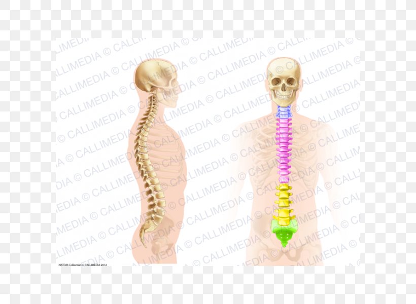 Vertebral Column Spinal Cord Scoliosis Anatomy Pain In Spine, PNG, 600x600px, Watercolor, Cartoon, Flower, Frame, Heart Download Free