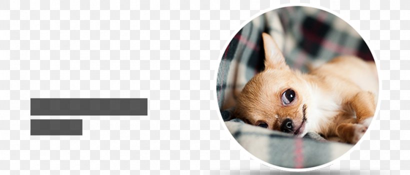 Chihuahua Puppy Cat Pomeranian Pet, PNG, 970x415px, Chihuahua, Animal, Animal Rescue Group, Breed, Cat Download Free
