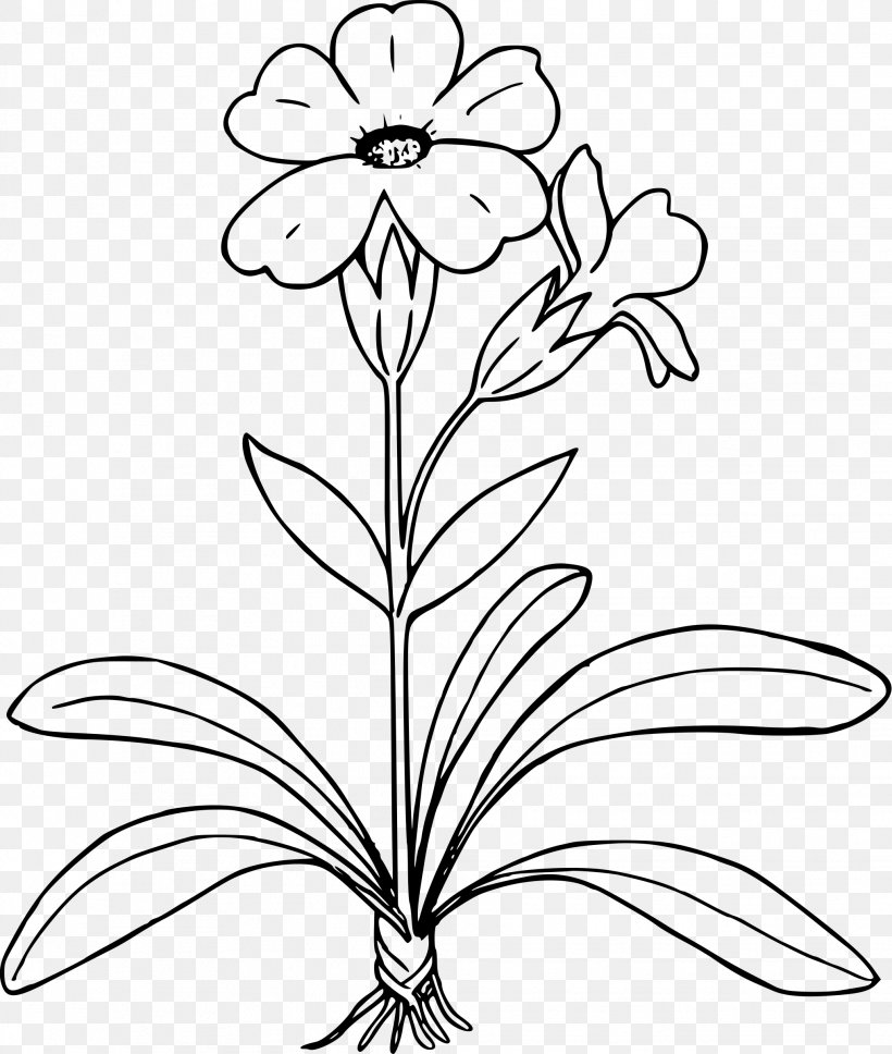 Drawing Primrose Clip Art, PNG, 2033x2400px, Drawing, Black And White, Branch, Color, Coloring Book Download Free