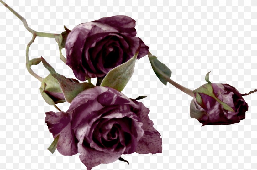 Garden Roses Cut Flowers Centifolia Roses Color, PNG, 1278x848px, Garden Roses, Artificial Flower, Centifolia Roses, Color, Cut Flowers Download Free