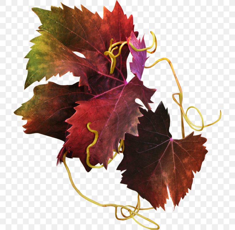 Grapevines Autumn, PNG, 726x800px, Grapevines, Autumn, Berry, Flowering Plant, Food Download Free