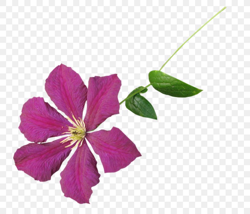 Leather Flower Violet Mallows Family, PNG, 800x700px, Leather Flower, Clematis, Family, Flower, Flowering Plant Download Free