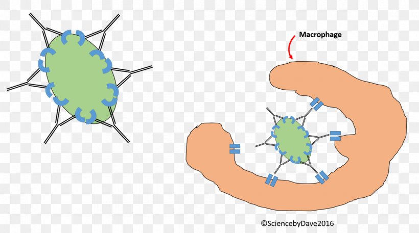 Science Scientist Clip Art, PNG, 1200x670px, Science, Area, Diagram, Hand, Immunity Download Free