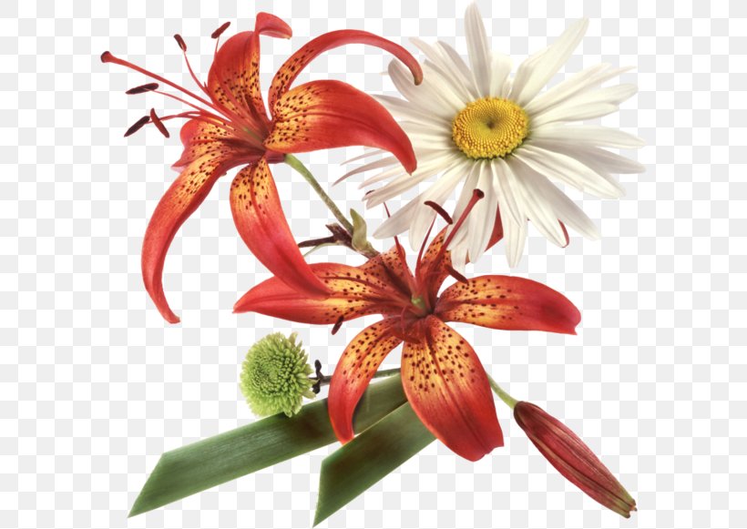 Animaatio Flower, PNG, 600x581px, Animaatio, Cut Flowers, Flora, Floristry, Flower Download Free