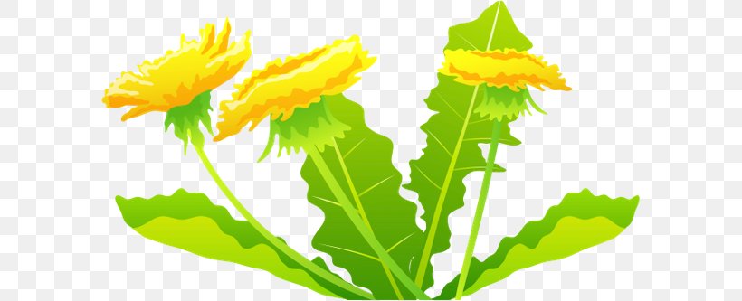 Dandelion Plant, PNG, 600x333px, Dandelion, Calendula, Common Sunflower, Daisy Family, Flower Download Free