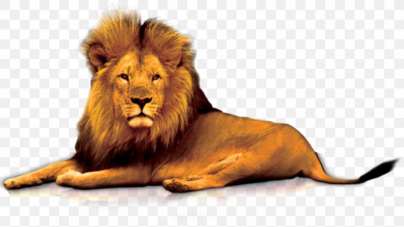 Lions Gate Clip Art, PNG, 1111x627px, Lion, Big Cat, Big Cats, Carnivoran, Cat Like Mammal Download Free