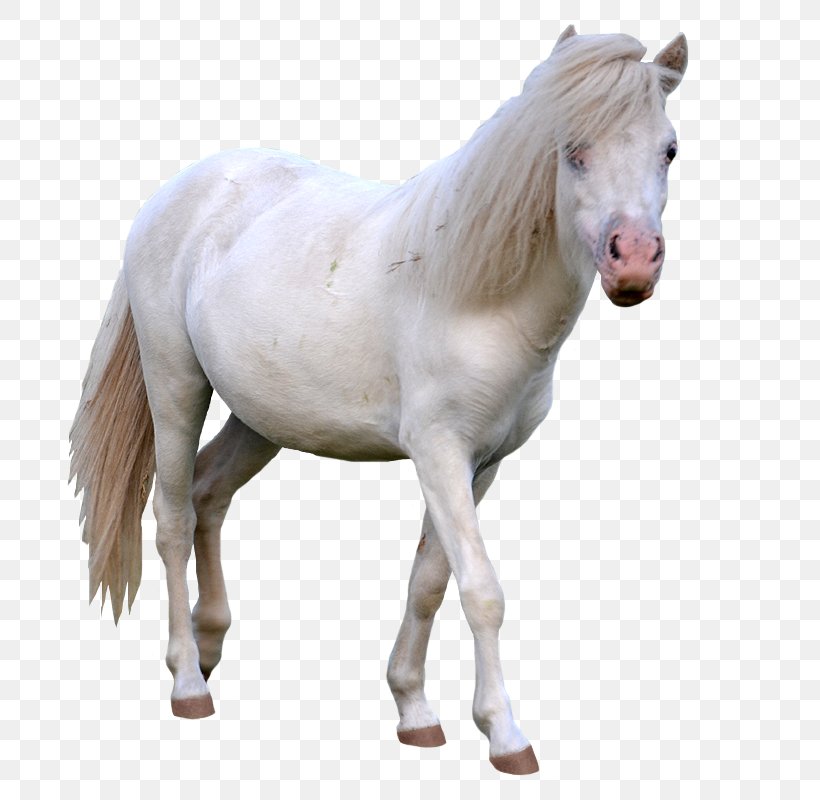 American Miniature Horse Arabian Horse Mustang Stallion Mare, PNG, 800x800px, American Miniature Horse, Arabian Horse, Colt, Equestrian, Foal Download Free