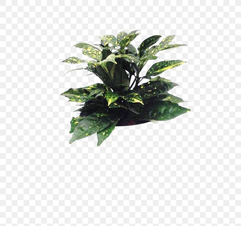 Flowerpot Leaf Houseplant Tree, PNG, 768x768px, Flowerpot, Evergreen, Houseplant, Leaf, Plant Download Free