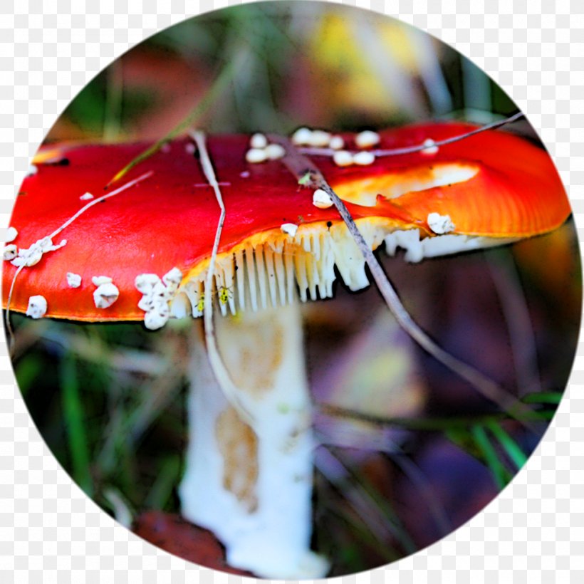 Mushroom Agaric, PNG, 1000x1000px, Mushroom, Agaric, Flora Download Free