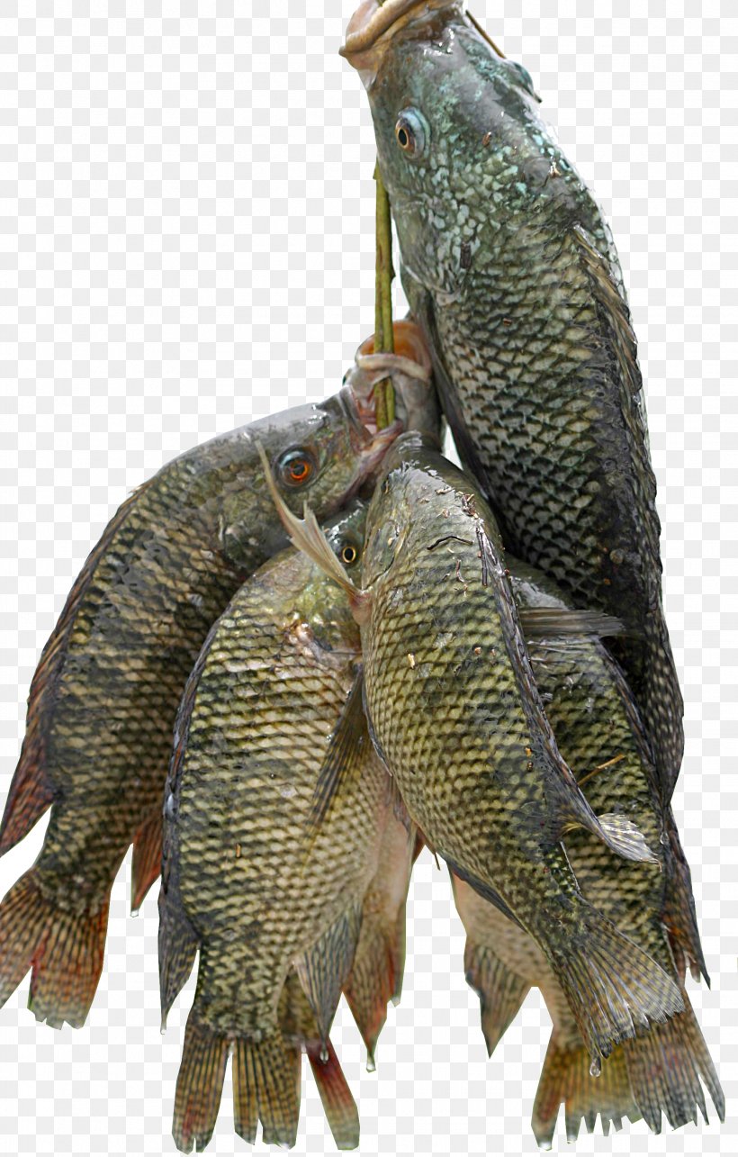 Nile Tilapia Fish Farming Food, PNG, 1929x3024px, Tilapia, Animal Source Foods, Aquaculture, Cichlid, Eating Download Free
