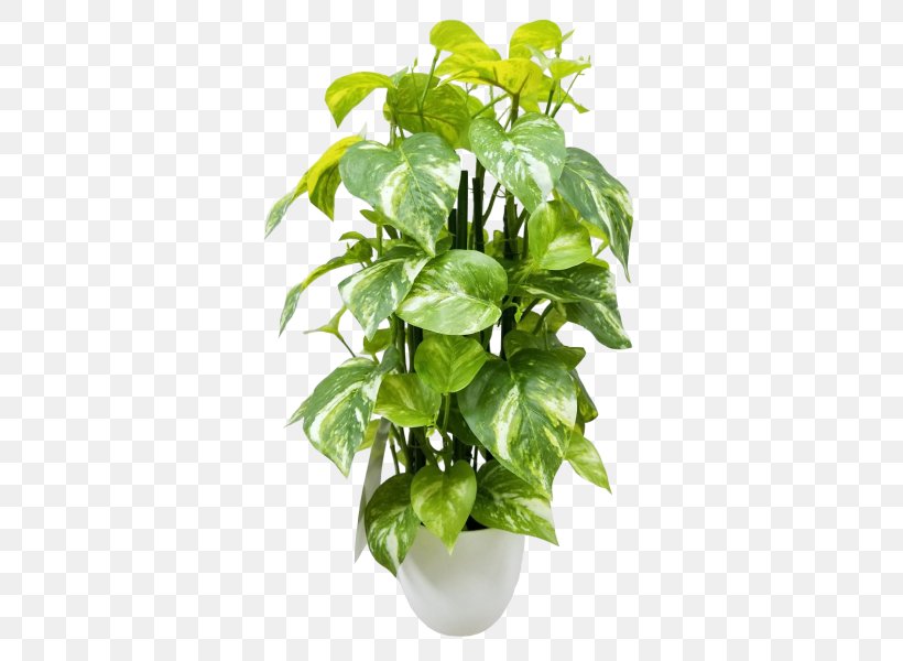 Devil's Ivy Houseplant Flowerpot Artificial Flower, PNG, 800x600px, Plant, Artificial Flower, Basil, Central Square, Flower Download Free