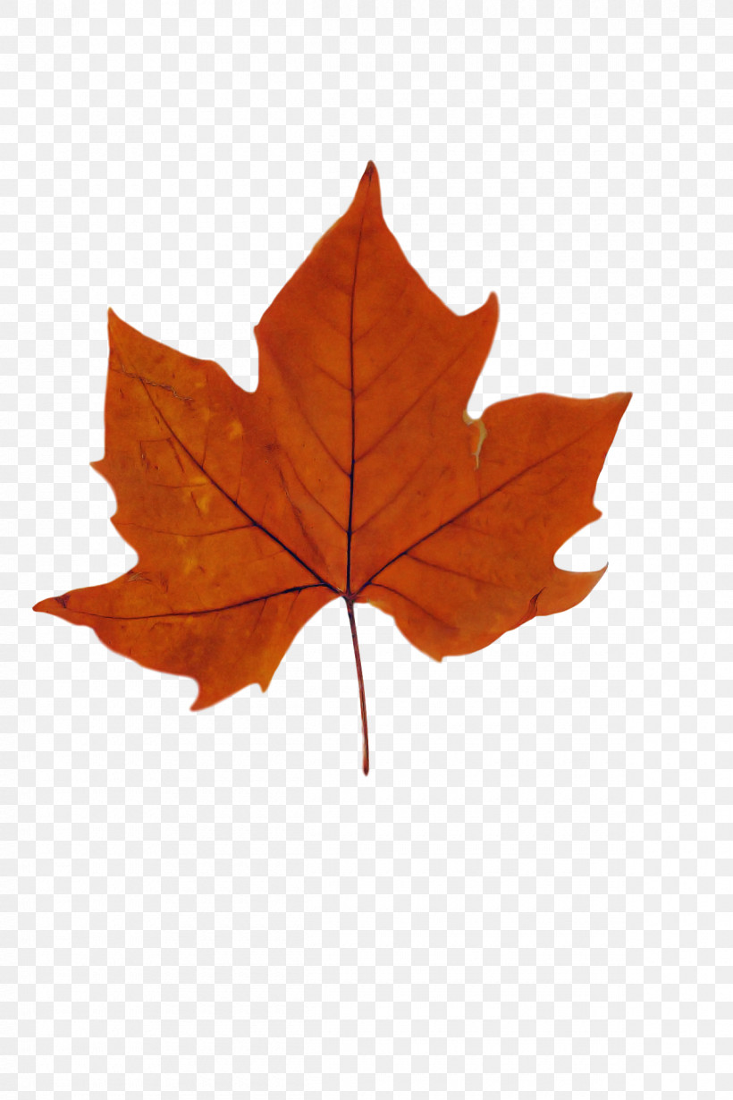 Leaf Maple Leaf / M M-tree Tree Plants, PNG, 1200x1800px, Leaf, Biology, Maple Leaf M, Mtree, Plant Structure Download Free