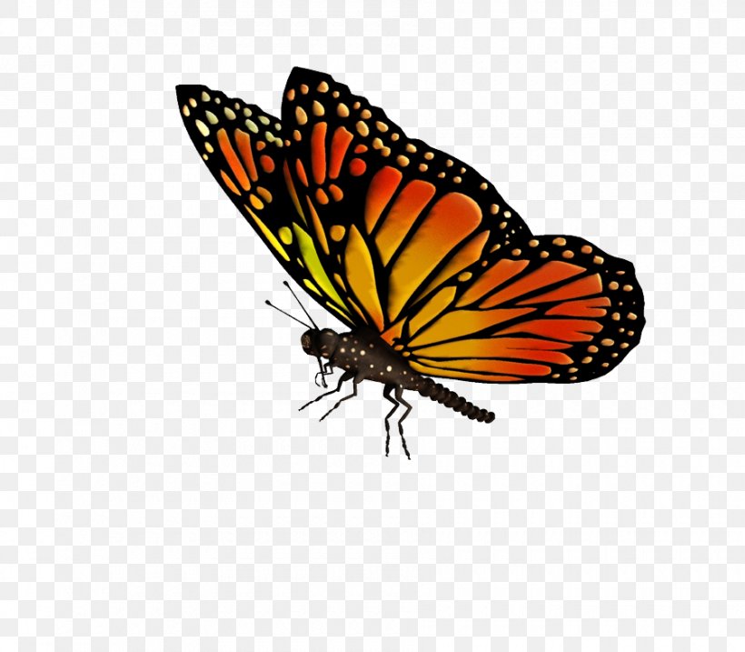 Monarch Butterfly Drawing Clip Art, PNG, 900x787px, Butterfly, Arthropod, Brush Footed Butterfly, Drawing, Image File Formats Download Free