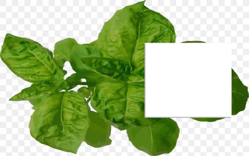 Spinach Basil Spring Greens Chard Leaf, PNG, 980x612px, Spinach, Basil, Chard, Food, Herb Download Free