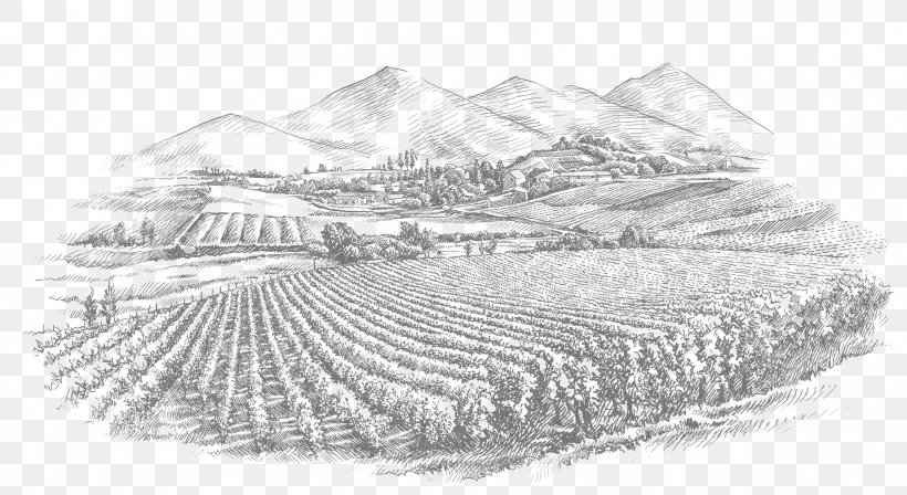 Wine Common Grape Vine Royalty-free Stock Photography, PNG, 1882x1030px, Wine, Artwork, Black And White, Common Grape Vine, Drawing Download Free