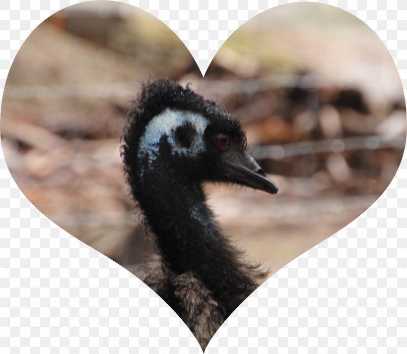 Emu Oil Health Bird, PNG, 3207x2793px, Emu, Adipose Tissue, Animal, Beak, Bird Download Free