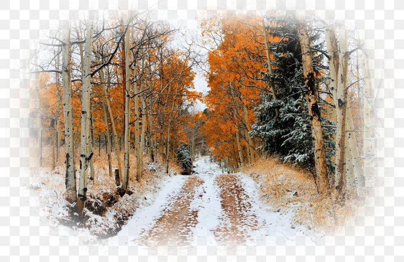 Snow Autumn Leaf Color Tree Desktop Wallpaper, PNG, 800x533px, Snow, Autumn, Autumn Leaf Color, Birch, Forest Download Free