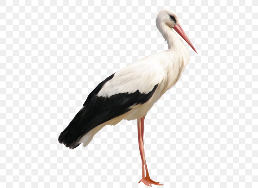 White Stork Clip Art, PNG, 477x600px, Stork, Beak, Bird, Ciconiiformes, Document Download Free