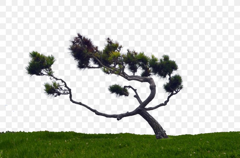 Pinus Contorta Tree, PNG, 1600x1060px, Pinus Contorta, Branch, Conifer, Conifers, Graphic Artist Download Free